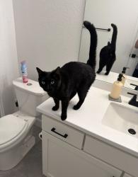 Found/Stray Unknown Cat last seen Parfet St. and W 55th Ln, Wheat Ridge, CO 80033