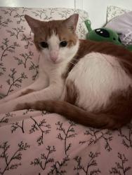 Lost Male Cat last seen Maverick Dr, Grand Prairie TX, Lake Parks Neighborhood, Grand Prairie, TX 75052
