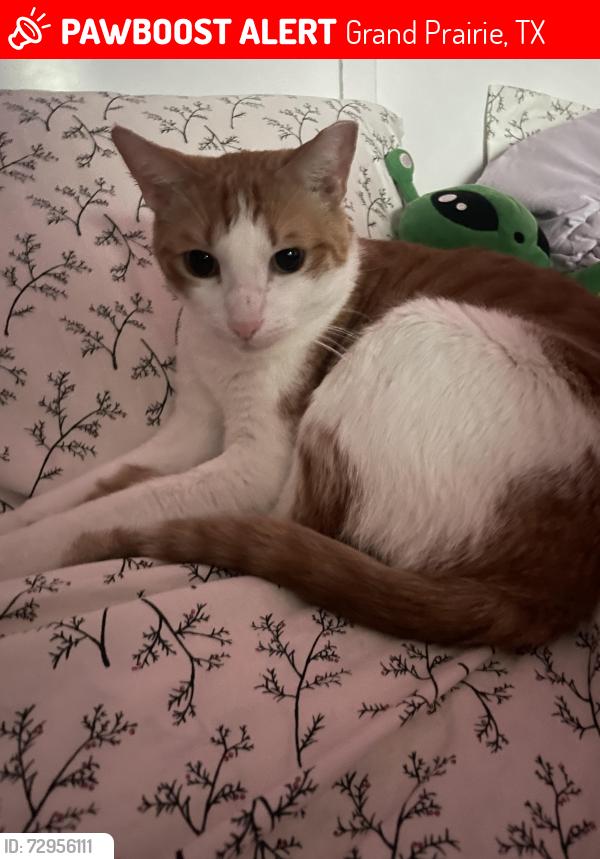 Lost Male Cat last seen Maverick Dr, Grand Prairie TX, Lake Parks Neighborhood, Grand Prairie, TX 75052