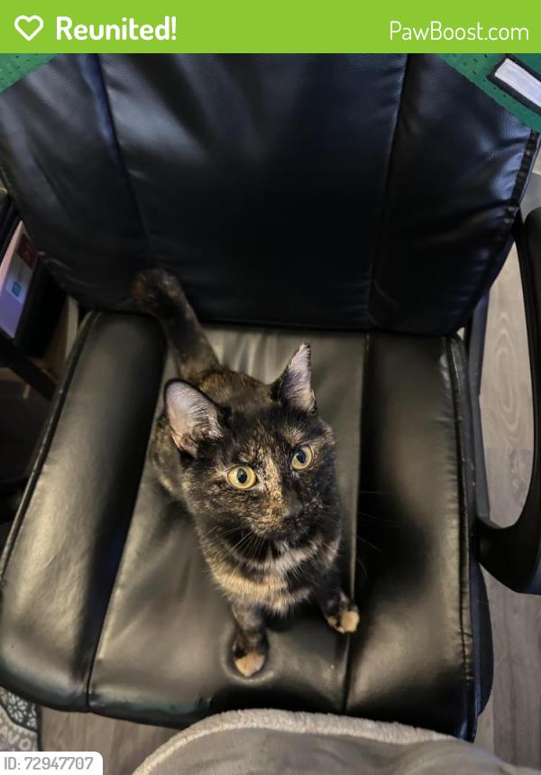 Reunited Female Cat last seen Near Pirkle Rd, Norcross, GA 30093, USA, Norcross, GA 30093