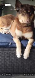 Reunited Male Dog last seen Grovetown , Grovetown, GA 30813