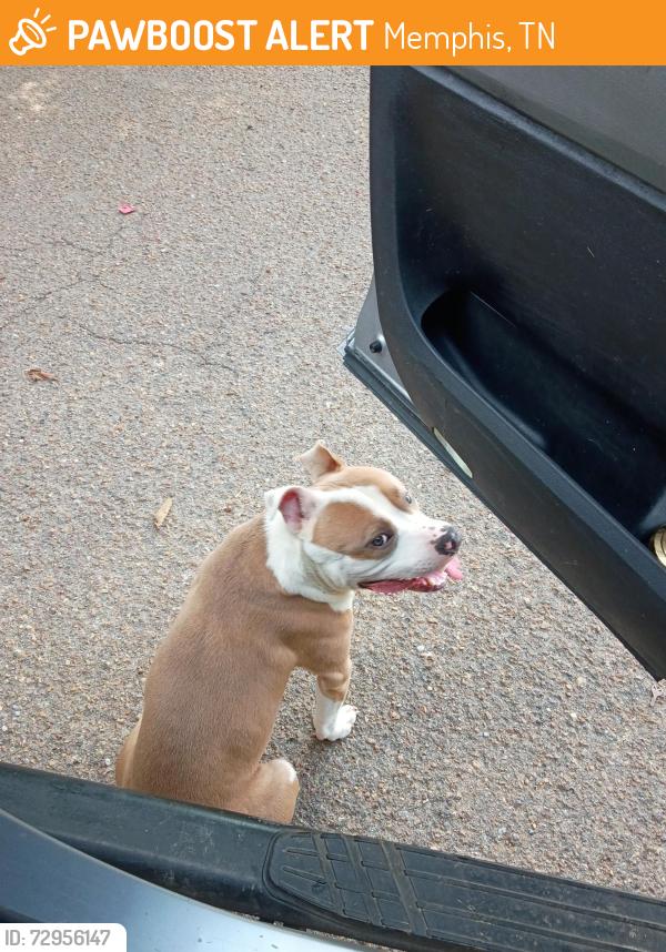 Found/Stray Male Dog last seen Off Appling exit, on Pate rd...at dead  end street. When you turn left that's the subdivision, he's there on the right., Memphis, TN 38133