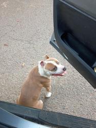 Found/Stray Male Dog last seen Off Appling exit, on Pate rd...at dead  end street. When you turn left that's the subdivision, he's there on the right., Memphis, TN 38133