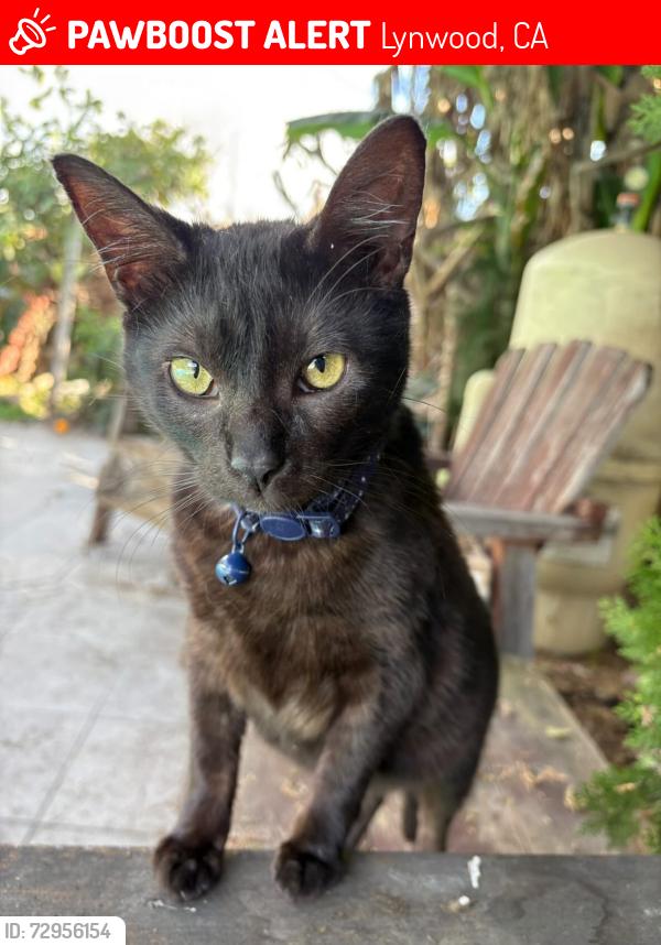 Lost Female Cat last seen Lynwood CA, Lynwood, CA 90262