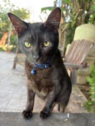 Lost Female Cat last seen Lynwood CA, Lynwood, CA 90262