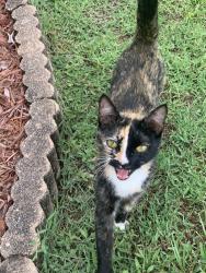 Found/Stray Unknown Cat last seen W Blanton and Coosa, Port St. Lucie, FL 34986