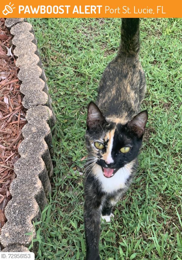 Found/Stray Unknown Cat last seen W Blanton and Coosa, Port St. Lucie, FL 34986