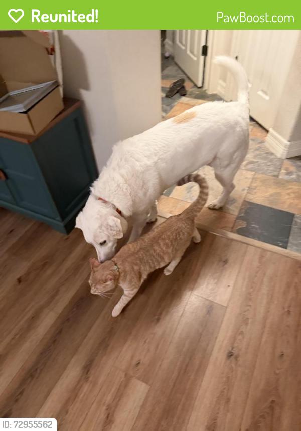 Reunited Male Cat last seen Mesa Verde Greenbelt, Round Rock, TX 78681
