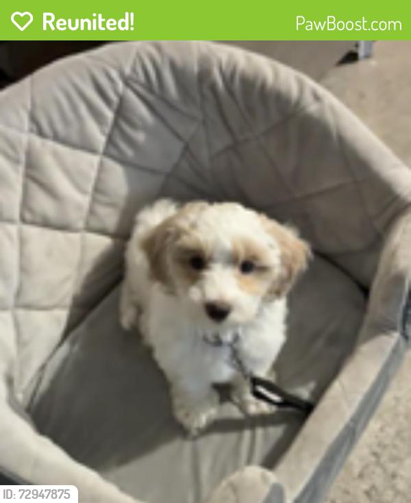 Reunited Male Dog last seen Near Burleson txy, Burleson, TX 76028