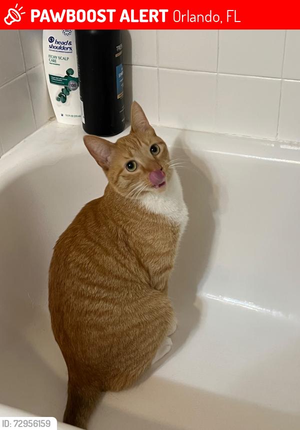 Lost Male Cat last seen Near Universal Blvd, Orlando, FL 32819, Orlando, FL 32819