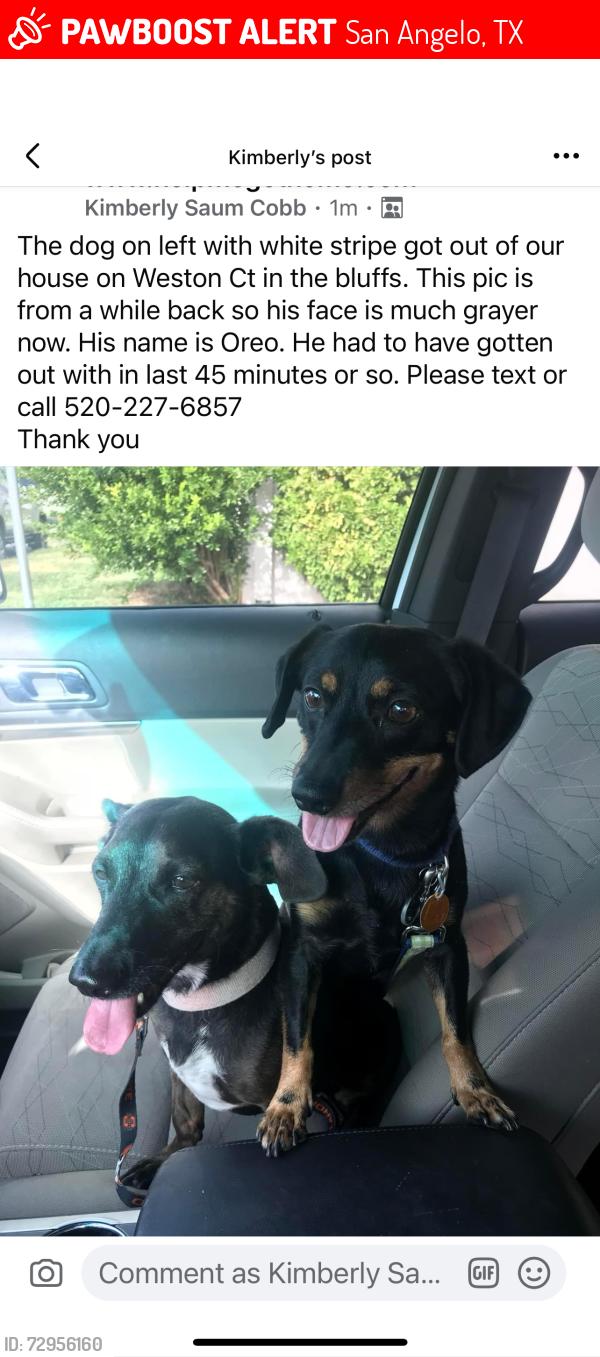 Lost Male Dog last seen Hwy 2288 , San Angelo, TX 76901