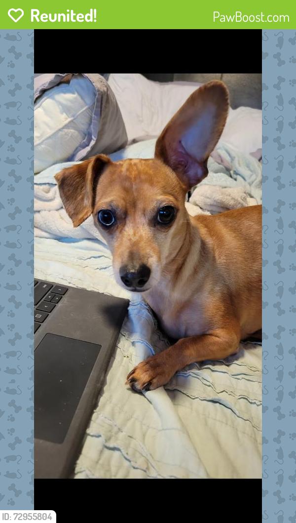 Reunited Female Dog last seen Lake Resort Dr and Gann Store Rd, Chattanooga, TN 37343