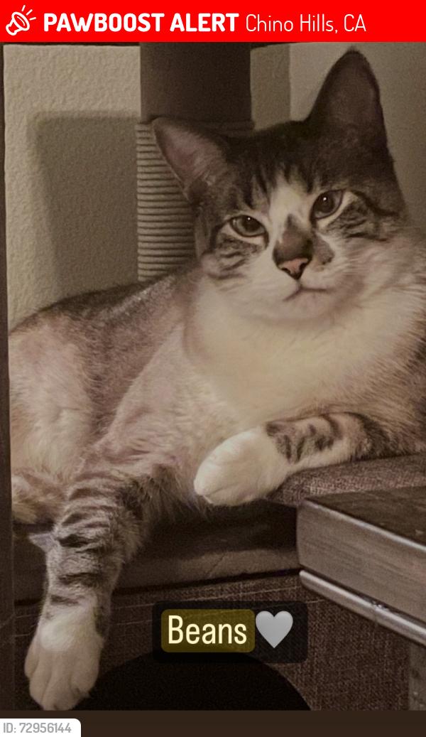Lost Male Cat last seen Big League Dreams, Chino Hills, CA 91709
