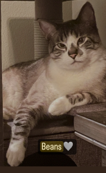 Lost Male Cat last seen Big League Dreams, Chino Hills, CA 91709