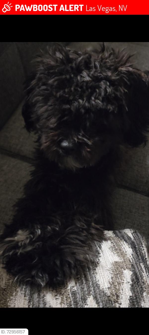 Lost Male Dog last seen Aviata apmt Complex, Las Vegas, NV 89119