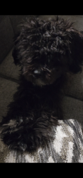 Lost Male Dog last seen Aviata apmt Complex, Las Vegas, NV 89119