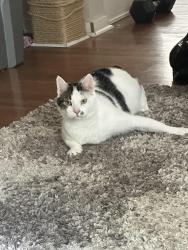 Lost Male Cat last seen Wall and 6th behind stiller aesthetics in the parking lot , Spokane, WA 99204