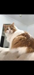 Lost Male Cat last seen New hope church, brown and Westgate , Wylie, TX 75098