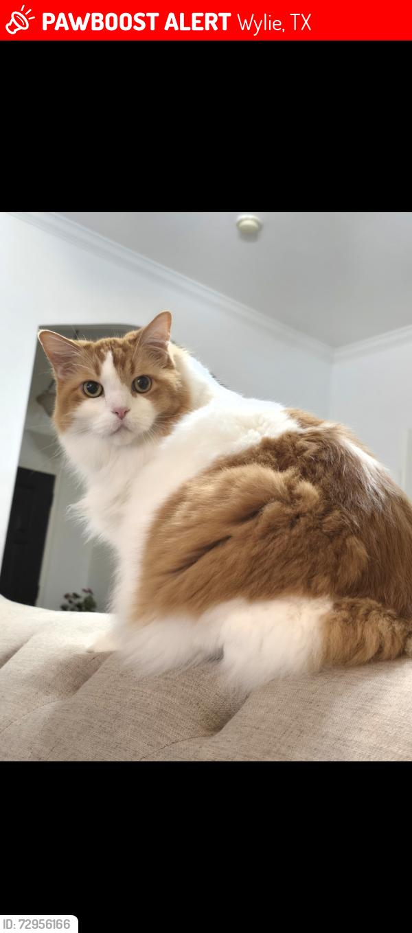 Lost Male Cat last seen New hope church, brown and Westgate , Wylie, TX 75098
