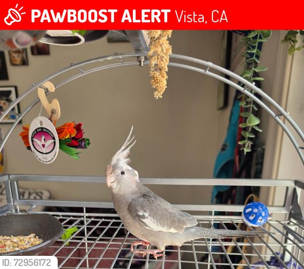 Lost Female Bird last seen Eucalyptus across from Bobier Elementary, Vista, CA 92084