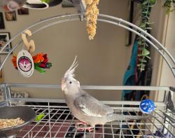 Lost Female Bird last seen Eucalyptus across from Bobier Elementary, Vista, CA 92084