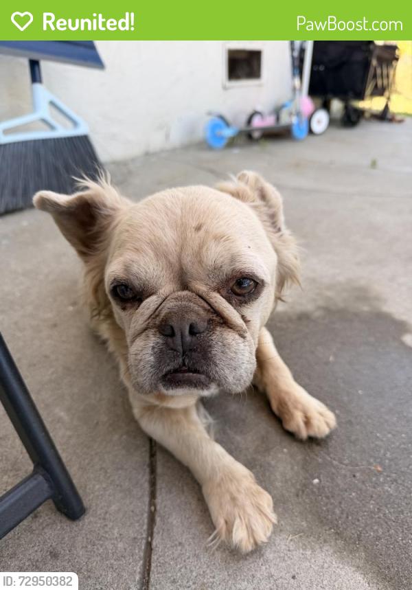 Reunited Female Dog last seen Near S Powers Ave, Manteca, CA 95336, USA, Manteca, CA 95336