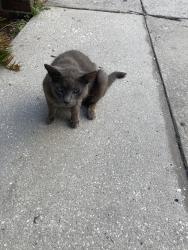 Found/Stray Unknown Cat last seen Waccamaw Medical Park, Conway, SC 29526
