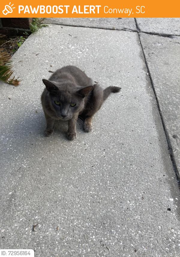 Found/Stray Unknown Cat last seen Waccamaw Medical Park, Conway, SC 29526