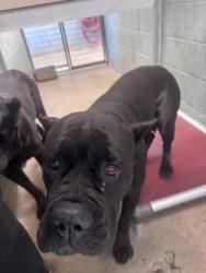 Shelter Stray Female Dog last seen Oakland, CA 94603, Oakland, CA 94601