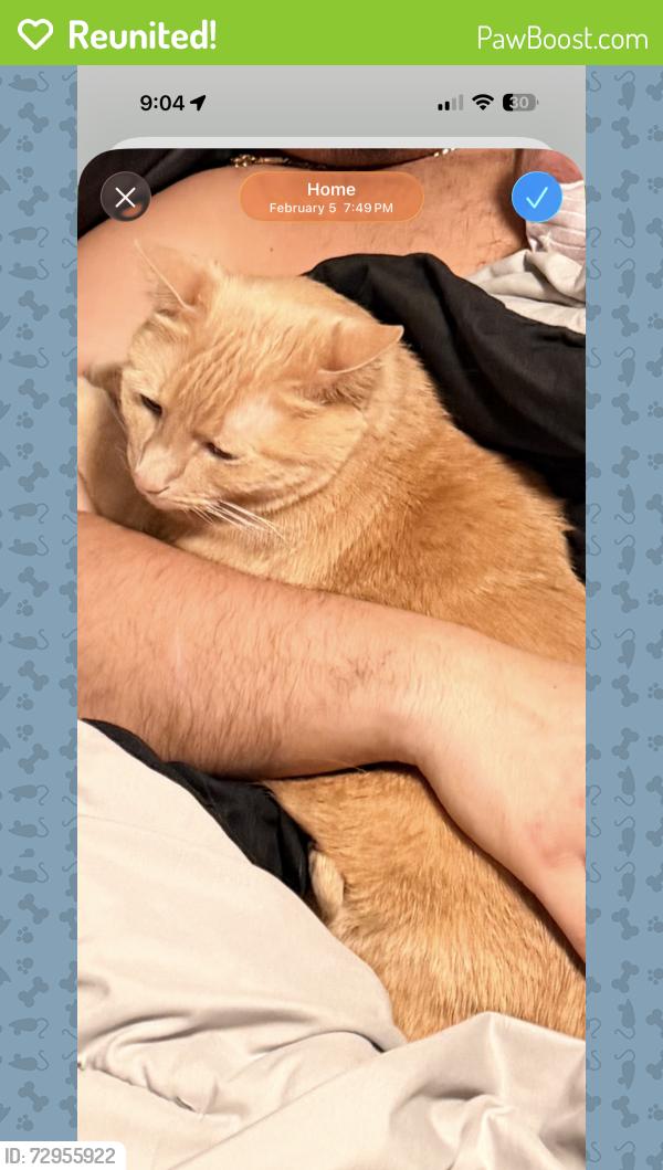 Reunited Male Cat last seen Hamlet ave , Oakdale, MN 55128