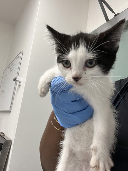 Shelter Stray Female Cat last seen Oakland, CA 94601, Oakland, CA 94601