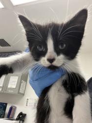 Shelter Stray Male Cat last seen Oakland, CA 94601, Oakland, CA 94601