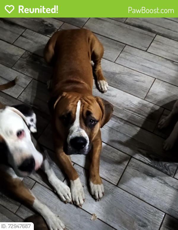 Reunited Male Dog last seen cross creek road, Harrison County, TX 75602