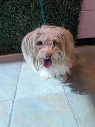 Shelter Stray Male Dog last seen El Paso, TX 79936, Fort Bliss, TX 79906