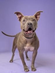 Shelter Stray Female Dog last seen Atlanta, GA 30309, Atlanta, GA 30336