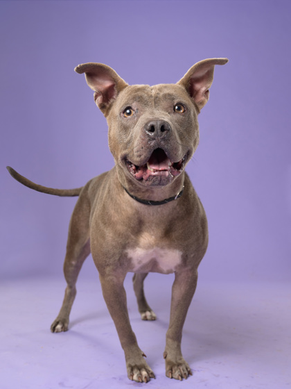 Shelter Stray Female Dog last seen Atlanta, GA 30309, Atlanta, GA 30336