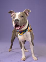 Shelter Stray Female Dog last seen Atlanta, GA 30318, Atlanta, GA 30336