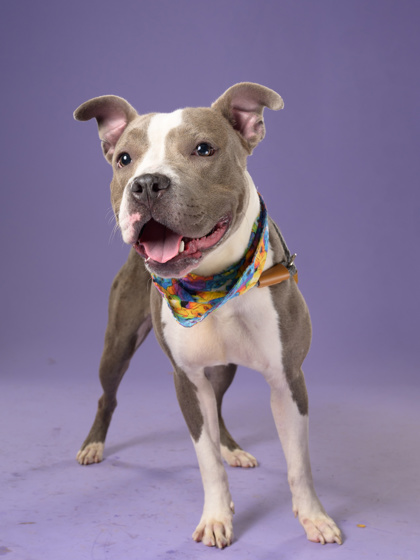 Shelter Stray Female Dog last seen Atlanta, GA 30318, Atlanta, GA 30336