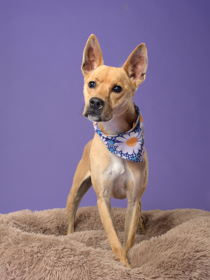 Shelter Stray Unknown Dog last seen Fairburn, GA 30213, Atlanta, GA 30336