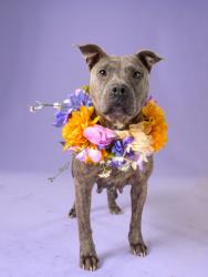 Shelter Stray Female Dog last seen Atlanta, GA 30331, Atlanta, GA 30336