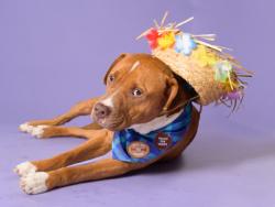 Shelter Stray Male Dog last seen Atlanta, GA 30311, Atlanta, GA 30336