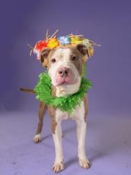 Shelter Stray Male Dog last seen Atlanta, GA 30311, Atlanta, GA 30336