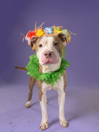 Shelter Stray Male Dog last seen Atlanta, GA 30311, Atlanta, GA 30336