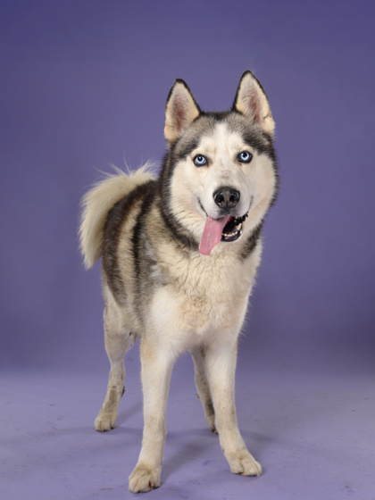 Shelter Stray Male Dog last seen East Point, GA 30344, Atlanta, GA 30336