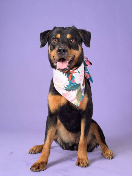 Shelter Stray Female Dog last seen Atlanta, GA 30331, Atlanta, GA 30336