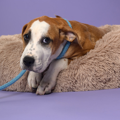 Shelter Stray Male Dog last seen College Park, GA 30349, Atlanta, GA 30336
