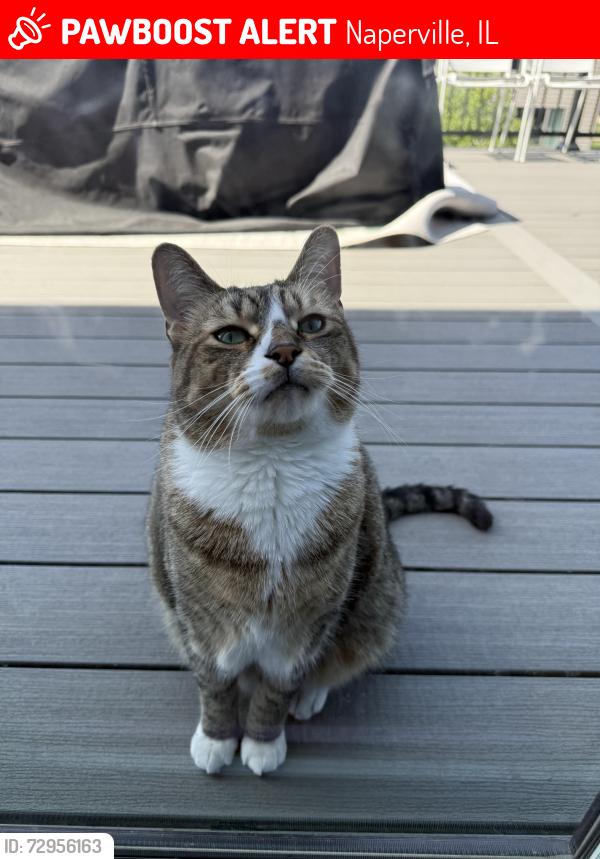 Lost Male Cat last seen Ashwood Park / Ashwood Road, Honey Locust & Teak Circle (near pond), Naperville, IL 60564