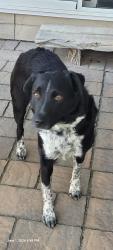 Reunited Female Dog last seen Chinden and 5 Mile, Boise, ID 83702