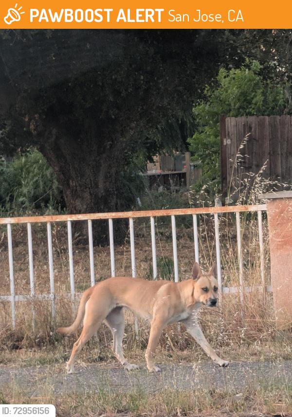 Found/Stray Unknown Dog last seen Southside Dr & Water St, San Jose, CA 95111