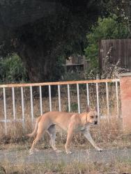 Found/Stray Unknown Dog last seen Southside Dr & Water St, San Jose, CA 95111